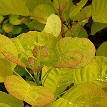 Cotinus coggygria 'Golden Spirit" - Скумпія звичайна 'Golden Spirit" 000007386#346690    фото