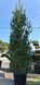 Pinus wallichiana 'Densa Hill' - Сосна гімалайська "Densa Hill' 000007386#347661    фото 2