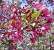 Malus coccinalla "Courtarou" - Яблуня декоративна "Courtarou" 000007386#346855    фото 1