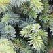 Picea sitchensis 'Silberzwerg' - Ялина сітхінська 'Silberzwerg' 000007386#307893    фото 1