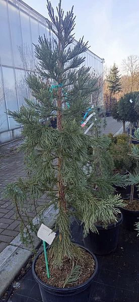 Sequoiadendron giganteum 'Glaucum' - Секвоядендрон гігантський 'Glaucum' 000007386#309500    фото