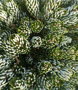 Abies koreana 'Kohouts Icebreaker" - Ялиця корейська 'Kohouts Icebreaker" 000007386#346902    фото