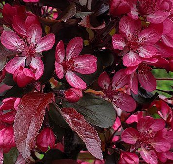 Malus toringo "Aros" - Яблуня торінго "Aros" 000007386#346856    фото