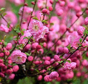 Prunus triloba - Мигдаль трилопатевий 000002729#000009762 фото