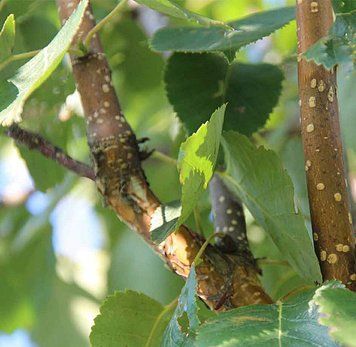 Betula utllis 'Doorenbos' - Береза корисна 'Doorenbos' 000000268#000005976 фото