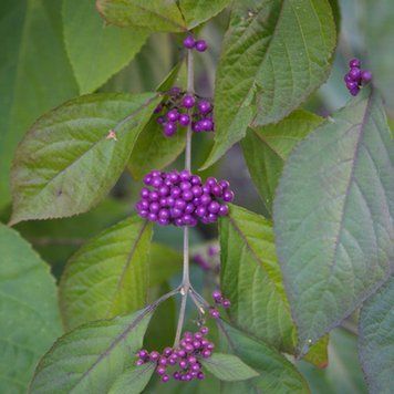 Callicarpa bod. Profusion - Калікарпа Бодінєра Profusion 000007386#303405    фото