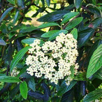 Viburnum 'Pragense' - Калина 'Pragense' 000000516#000003774 фото