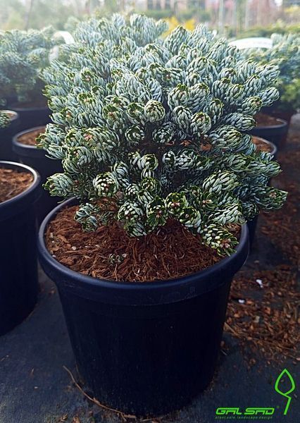 Abies koreana 'Kohouts Icebreaker" - Ялиця корейська 'Kohouts Icebreaker" 000007386#346902    фото