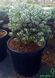 Abies koreana 'Kohouts Icebreaker" - Ялиця корейська 'Kohouts Icebreaker" 000007386#346902    фото 2