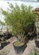 Euonymus alatus - Бересклет крилатий 000002931#300361 фото 2