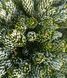 Abies koreana 'Kohouts Icebreaker" - Ялиця корейська 'Kohouts Icebreaker" 000007386#346902    фото 1