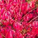 Euonymus alatus - Бересклет крилатий 000002931#300361 фото 1