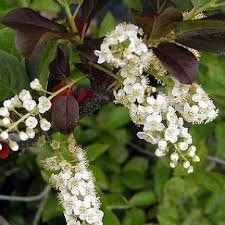 Prunus virginiana 'Shubert' - Черемха віргінська 'Shubert' 000007386#308985    фото