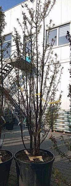 Prunus schmitti - Вишня Шмітта (гібридна) 000007386#346858    фото
