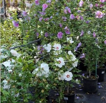 Hibiscus syriacus - Гібіскус сирійський 000007386#305061    фото