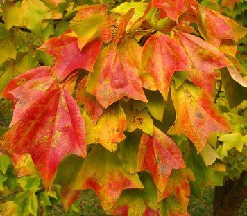 Acer buergerianum - Клен Бургера 000007386#302050    фото