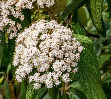 Viburnum rhytidophyllum - Калина зморшкувата 000007386#310795    фото