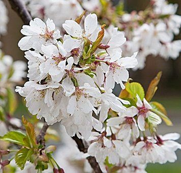 Prunus schmitti - Вишня Шмітта (гібридна) 000007386#346858    фото