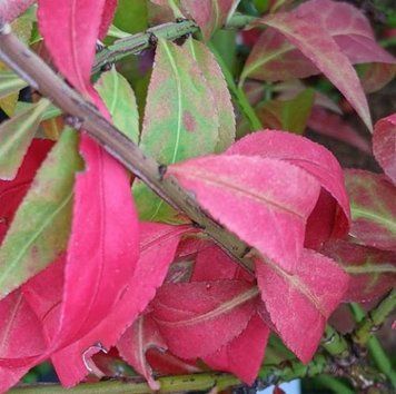 Euonymus alatus 'Compactus' - Бересклет крилатий 'Compactus' 000007386#304583    фото