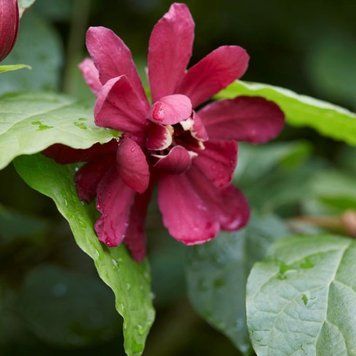 Calycanthus Hartlage Wine - Калікант Hartlage Wine 000007386#303426    фото