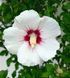 Hibiscus syriacus - Гібіскус сирійський 000007386#305061    фото 1