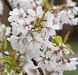 Prunus schmitti - Вишня Шмітта (гібридна) 000007386#346858    фото 1