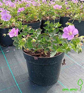 Geranium 'Rozanne' (Герань / Журавець) 000007386#304851    фото