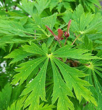 Acer japonicum 'Aconitifolium' - Клен японський 'Aconitifolium' 000007386#346711    фото