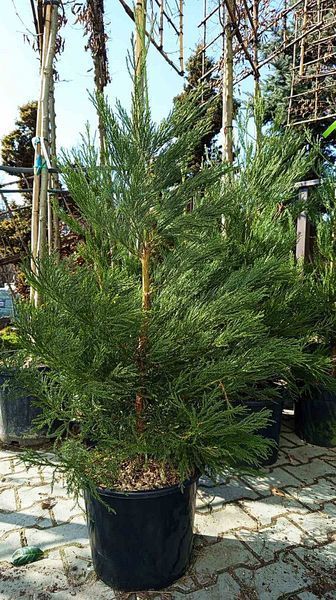 Sequoiadendron giganteum - Секвоядендрон гіганський 000007386#346693    фото