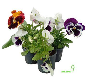 Віола, розсада, 000003784#000006244 фото