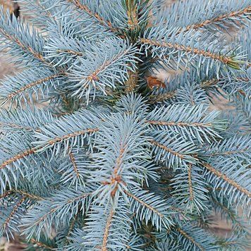 Picea pungens 'Super Blue' - Ялина колюча 'Super Blue' 000007386#307877    фото