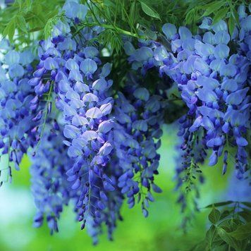 Wisteria - Гліцинія (в асортименті) 000003014#000004700 фото