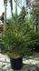 Sequoiadendron giganteum - Секвоядендрон гіганський 000007386#346693    фото 2