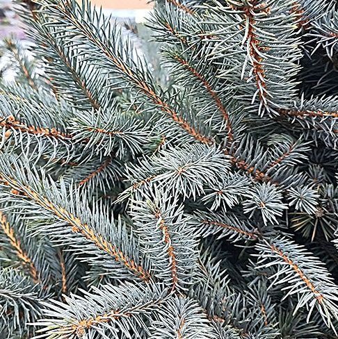 Picea pungens 'Super Blue' - Ялина колюча 'Super Blue' 000007386#307880 фото Picea pungens 'Super Blue' - Ялина колюча 'Super Blue' 000007386#307880 фото