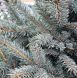 Picea pungens 'Super Blue' - Ялина колюча 'Super Blue' 000007386#307880    фото 3