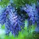 Wisteria - Гліцинія (в асортименті) 000003014#300991    фото 1