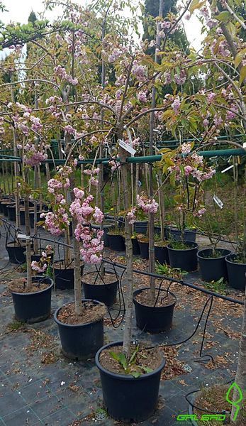 Prunus serrulata 'Kiku-shidare' - Вишня дрібнопильчаста (сакура) 'Kiku-shidare' 000007008#301096    фото