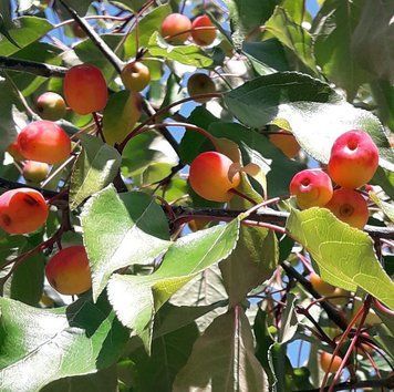 Malus "Rudolph" - Яблуня декоративна "Rudolph" 000007386#312585    фото