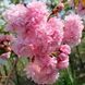 Prunus serrulata 'Kiku-shidare' - Вишня дрібнопильчаста (сакура) 'Kiku-shidare' 000007008#301096    фото 1