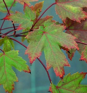 Acer freemanii 'Autmn Blaze' - Клен Фрімана 'Autmn Blaze' 000007386#302075    фото