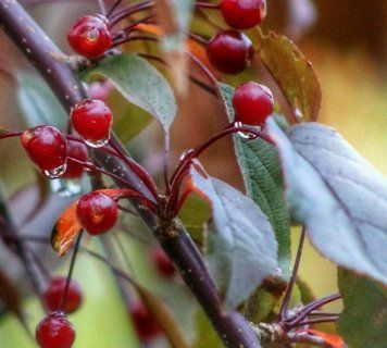 Malus toringo "Freja" - Яблуня торинго"Freja" 000007386#306625    фото