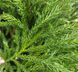 Cryptomeria japonica 'Globosa Nana" - Криптомерія японська 'Globosa Nana" 000007386#304231    фото 1