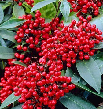 Skimmia japonica "Reevesiana" - Скімія японська "Reevesiana" 000007386#346328    фото