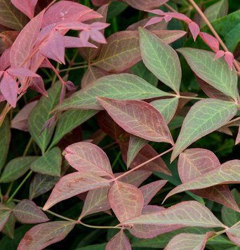 Nandina domestica "Оbsessed"- Нандіна домашня "Оbsessed" 000007064#300924    фото