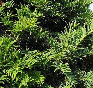 Taxus bacata "Hopkens Giant" - Тис ягідний "Hopkens Giant" 000007133#301046    фото