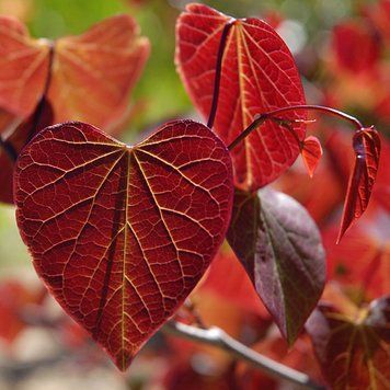 Cercis canadensis 'Red Force" - Церцис канадський 'Red Force" 000007386#346725    фото