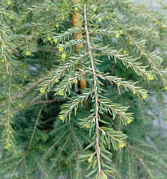 Tsuga canadensis - Цуга канадська 000000216#000009248 фото