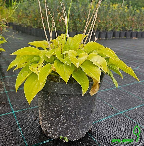 Hosta 'Fire Island" (Хоста) 000007386#305082 фото Hosta 'Fire Island" (Хоста) 000007386#305082 фото