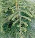 Tsuga canadensis - Цуга канадська 000000216#000009248 фото 3