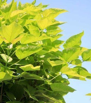 Catalpa bignoides 'Nana' -Катальпа бігнонієвидна 'Nana' 000000290#000005822 фото